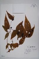 藏品(臺灣土黨參)的圖片