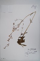 藏品(輪葉沙參)的圖片