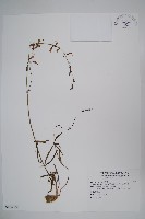 藏品(輪葉沙參)的圖片