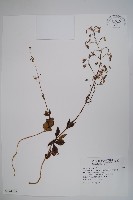 藏品(輪葉沙參)的圖片