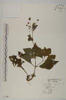 藏品(下田菊)的圖片