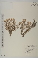 藏品(抱莖籟簫)的圖片