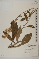 藏品(裡白艾納香)的圖片