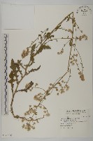 藏品(無梗艾納香)的圖片