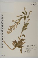 藏品(無梗艾納香)的圖片