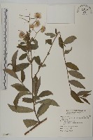 藏品(大頭艾納香)的圖片