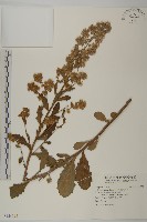 藏品(生毛將軍)的圖片