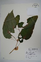 藏品(圓果秋海棠)的圖片