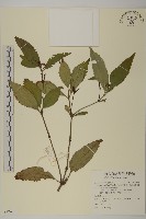 藏品(草珊瑚、紅果金粟蘭)的圖片