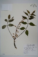 藏品(鐘萼木)的圖片