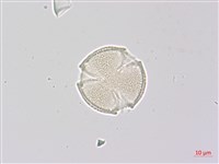 藏品(野鴉椿)的圖片