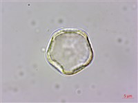 藏品(傅氏唐松草)的圖片