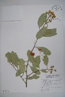 藏品(山柑、臺灣山柑)的圖片