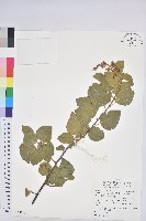 藏品(扛香藤)的圖片