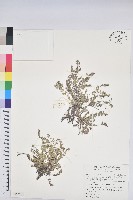 藏品(鵝鑾鼻大戟)的圖片