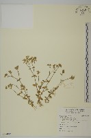 藏品(卷耳)的圖片