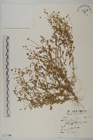 藏品(南方山芫荽)的圖片