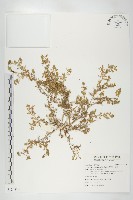 藏品(臭濱芥、臭薺)的圖片