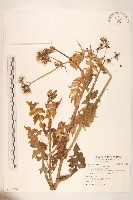 藏品(苦滇菜、苦菜)的圖片