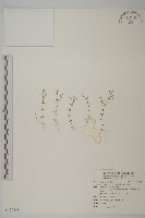 藏品(無心菜、鵝不食草)的圖片