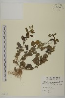 藏品(茯苓菜)的圖片