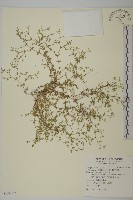 藏品(無心菜、鵝不食草)的圖片