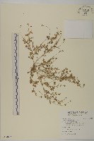 藏品(南方山芫荽)的圖片