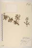 藏品(父子草、天青地白)的圖片