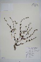 藏品(細纍子草)的圖片