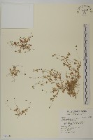 藏品(南方山芫荽)的圖片