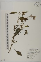 藏品(昭和草)的圖片