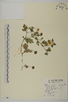 藏品(油菊、野菊)的圖片