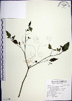 藏品(光果龍葵)的圖片