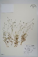 藏品(細葉蘭花參)的圖片