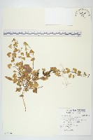 藏品(濱旋花)的圖片