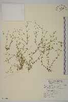 藏品(無心菜、鵝不食草)的圖片