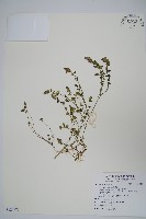 藏品(爵床)的圖片