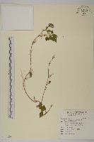 藏品(光果南蛇藤)的圖片