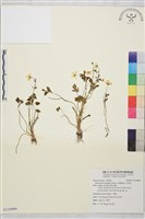 藏品(小毛茛)的圖片