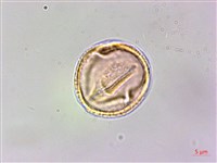 藏品(刺花椒)的圖片