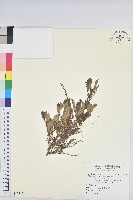 藏品(細葉饅頭果)的圖片