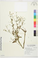 藏品(石龍芮)的圖片