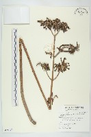 藏品(銳葉掌上珠)的圖片