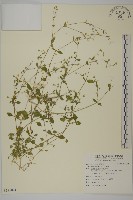 藏品(繁縷)的圖片