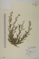 藏品(野茼蒿)的圖片