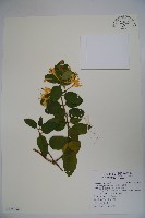 藏品(忍冬、金銀花)的圖片