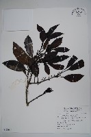 藏品(雪山冬青)的圖片