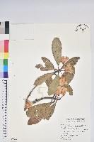 藏品(臺灣杜鵑)的圖片