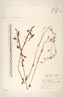 藏品(鵝仔草)的圖片