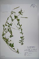 藏品(平伏莖白花菜、成功白花菜)的圖片